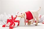 Chiot Labrador à la recherche dans la boîte de cadeau de Noël