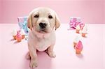 Chiot Labrador en chenil