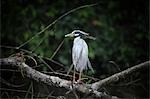 Yellow-Crowned Night Heron, Tortuguero, Limon Province, Costa Rica