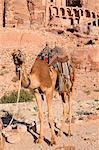 Chameau devant la tombe d'urne, Petra, Jordanie, Moyen-Orient