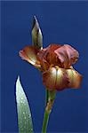 Détails de fleurs - Iris.