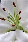 Flower Details - Lillium.