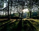 Blackbury Camp. View the remains of the Iron Age hill fort.