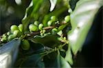 Grains de café, Boquete, Chiriqui, Panama