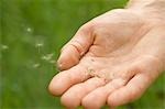 Main avec les graines de pissenlits