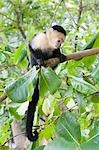 White-headed capuchin monkey in costa rica