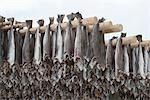 Getrockneter Kabeljau Stockfisch in Loftofen, Norwegen für den Export nach Italien