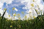 Champ de canola, Salzbourg, Autriche