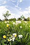 Wildflowers, Salzburg, Austria