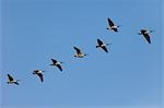 Flock of Canada Geese Flying, Germany