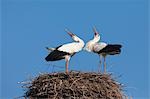 White Storks in Nest