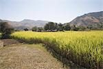 Reis-Ernte in einem Feld, Kumbhalgarh, Kelwada Tehsil, Rajsamand Bezirk, Rajasthan, Indien