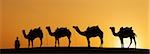 Silhouette of four camels standing in a row at sunset, Jaisalmer, Rajasthan, India