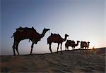 Vue d'angle faible d'une personne debout avec quatre chameaux, Sam désert de Jaisalmer, Rajasthan, Inde