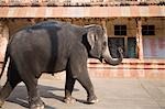 Elephant walking in front of a building, Hampi, Karnataka, India