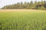 Riz paddy dans un quartier de champ, Shravanabelagola, Hassan, Karnataka, Inde