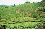 Tea plantation in a field, Mysore, Karnataka, India