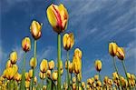 Tulips in a field, Tulip Garden, Srinagar, Jammu and Kashmir, India