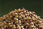 Heap of coriander seeds