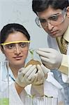 Scientists examining a plant