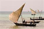 Fishing dhows setting sail in the afternoon from Nungwi, Zanzibar, Tanzania, East Africa, Africa