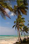 Palm trees above emerald sea, Pingwe, Zanzibar, Tanzania, East Africa, Africa