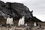 Chinstrap Pengins at Bailey Head, Deception Island, Antarctica