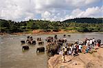 Orphelinat des éléphants de Pinnewala près de Kegalle, Hill Country, Sri Lanka, Asie