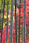 Colourful maples in autumn colours viewed from a bamboo grove, Arashiyama, Kyoto, Kansai Region, Honshu, Japan, Asia