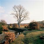 New Forest, Hampshire, England, Vereinigtes Königreich, Europa