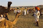 Men in bright turbans at huge camel and cattle fair for semi nomadic tribes, Pushkar Mela, Pushkar, Rajasthan state, India, Asia