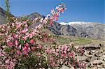 Wild rose shrub in blossom with mountains beyond, Spiti Valley, Spiti, Himachal Pradesh, India, Asia