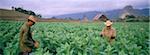 Tobacco harvest, Vinales Valley, Pinar Del Rio province, Cuba, West Indies, Central America