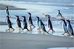 Manchots papous (Pygocelis Papouasie Papouasie) marchant sur la plage, Sea Lion Island, Falkland îles, Atlantique Sud, sud-américaine