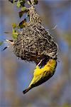 Tisserin du Cap, Ploceus capensis, au nid, Western Cape, Afrique du Sud, Afrique