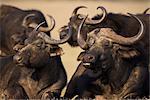 Cap buffalo, Syncerus caffer, Addo Elephant National Park, Afrique du Sud, Afrique