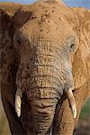 Gros plan d'éléphant, Loxodonta africana, couverts de boue, Addo Elephant National Park, Eastern Cape, Afrique du Sud, Afrique