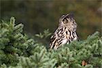 Europäischen Uhu, Bubo Bubo, weiblich, Gefangener, World Trust Owl, Muncaster Castle, Cumbria, England, Vereinigtes Königreich, Europa