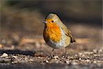 Robin, Erithacus Rubecula, auf Boden bei Leighton Moss RSPB Nature reserve, Silverdale, Lancashire, England, Vereinigtes Königreich, Europa