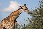 Giraffe (Giraffa camelopardalis), Kgalagadi Transfrontier Park, Northern Cape, South Africa, Africa