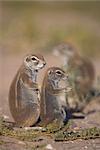 Ground squirrel (Xerus inauris), with young, Kgalagadi Transfrontier Park, Northern Cape, South Africa, Africa