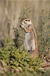 Ground squirrel (Xerus inauris), Kgalagadi Transfrontier Park, Northern Cape, South Africa, Africa