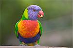 Rainbow lorikeet (Trichoglossus haematodus), Marramarang National Park, New South Wales, Australia, Pacific