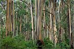 Arbres d'eucalyptus, Great Ocean Road, Victoria, Australie, Pacifique