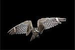 Geringerem Nighthawk (Chordeiles Acutipennis) im Flug, in der Nähe von Portal, Arizona, Vereinigte Staaten von Amerika, Nordamerika