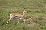 Subvention de Gazelle (Gazella granti) mère et bébé, Parc National du Serengeti en Tanzanie, Afrique de l'est, Afrique