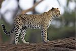 Léopard (Panthera pardus), debout sur le journal, Samburu Game Reserve, Kenya, Afrique de l'est, Afrique