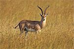 Mâle Grant de gazelle (Gazella granti), réserve nationale de Masai Mara, Kenya, Afrique de l'est, Afrique
