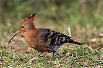 Africaine Huppe fasciée (Upupa africana), Parc National de Pilanesberg, Afrique du Sud, Afrique