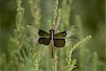 Widow dragonfly or widow damselfly (Libellula luctuosa) perched, Boyd Lake State Park, Colorado, United States of America, North America